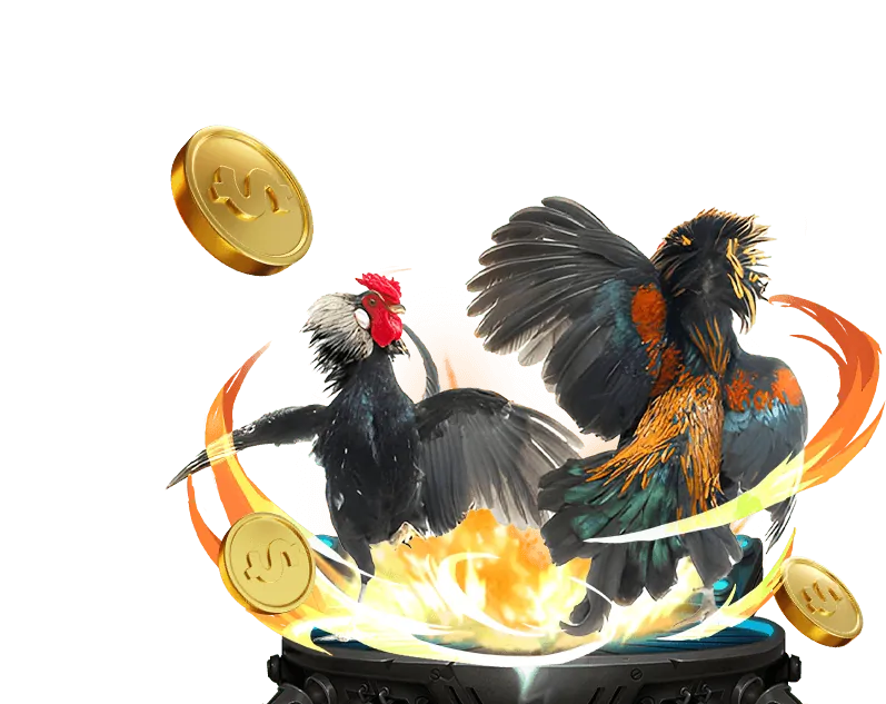 Hai chú gà chọi đang giao chiến trên sân, minh họa luật chơi và kỹ thuật trong cá cược trực tuyến tại suncity 888.